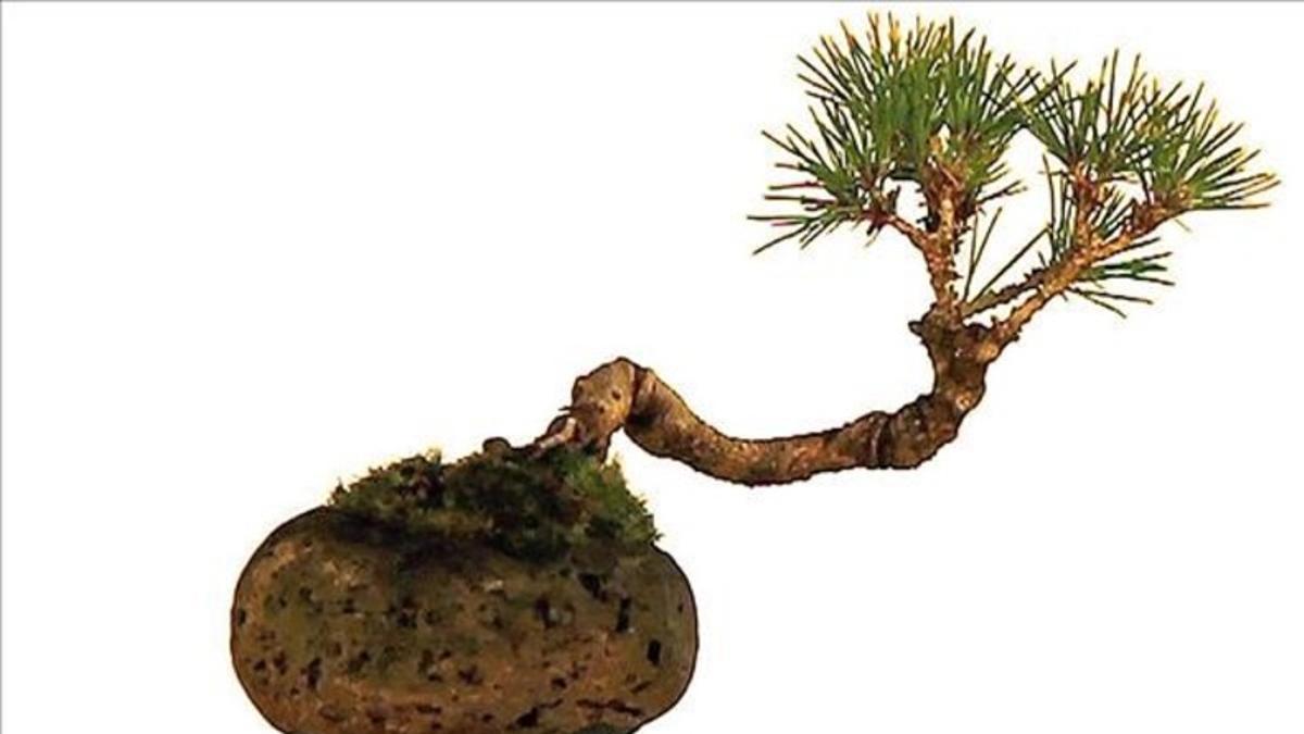 absanchez33185829 dominical 704  portdilla bonsai flotante160315194929