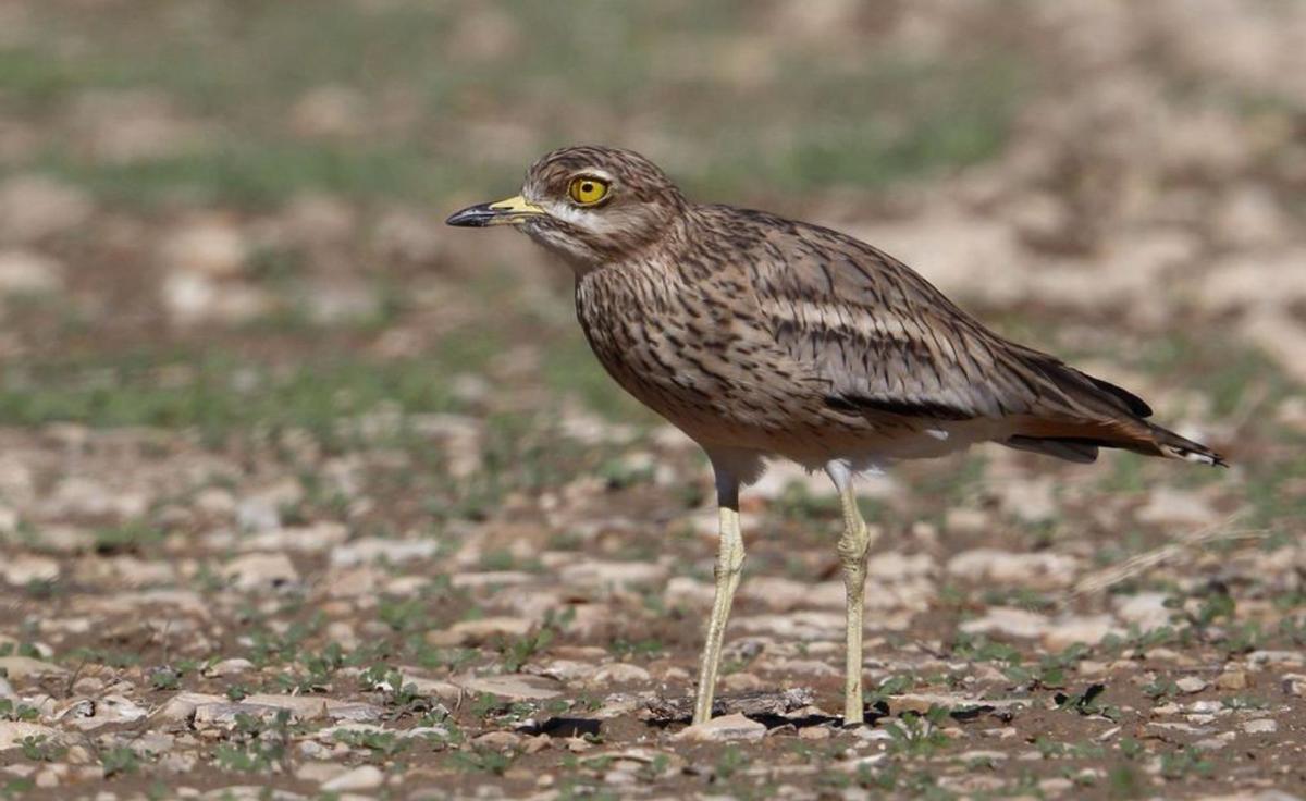 Los barbechos, imprescindibles para las aves esteparias