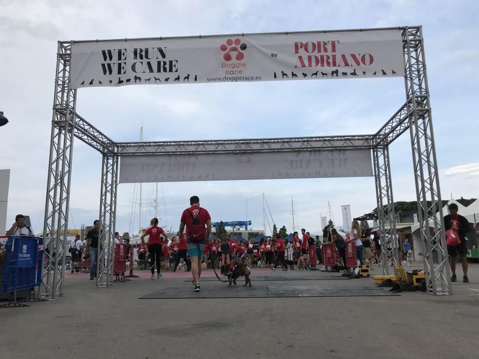 Das Hunderennen "Doggie Race" in Port Adriano