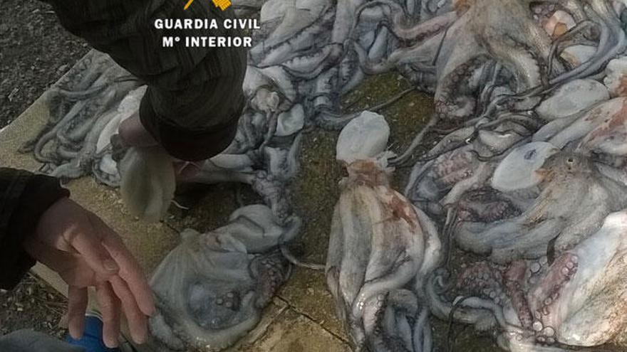 Los pulpos interceptados por la Guardia Civil.