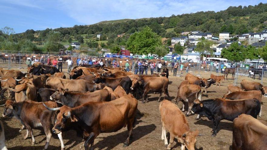 Vacas de la raza alistano-sanabresa en la feria de Porto