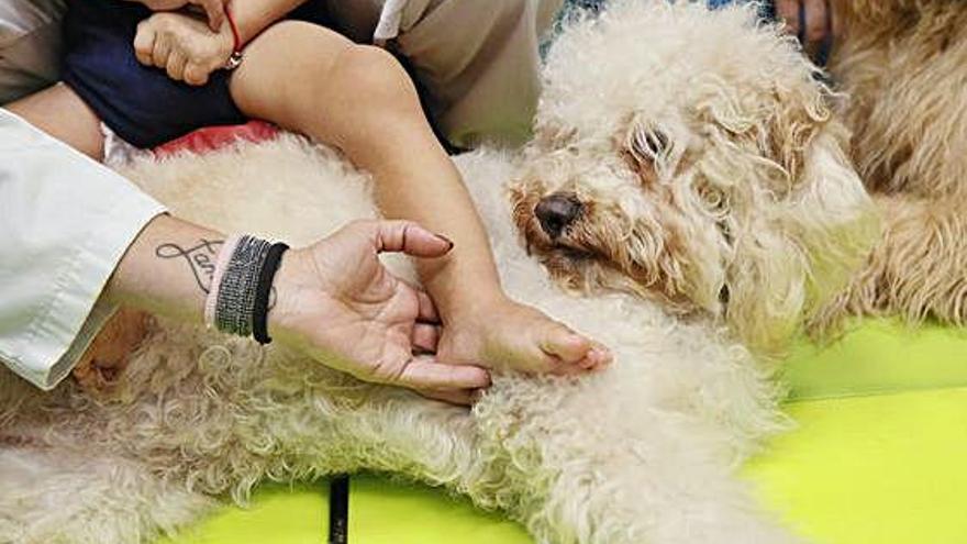 La teràpia amb gossos és una nova tècnica al Parc Taulí.