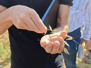 Sequía en el campo de Mallorca: la depresión de una cosecha inexistente