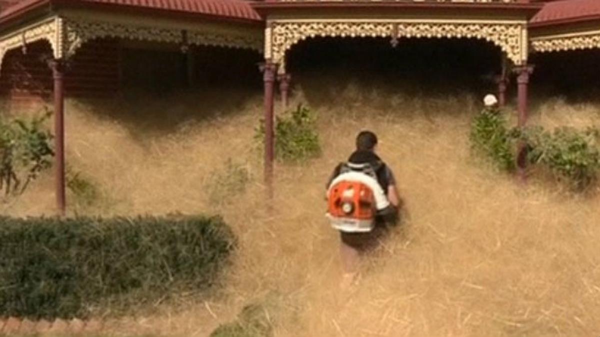 Un petit poble australià pateix una plaga d’una herba anomenada ’pànic pelut’.