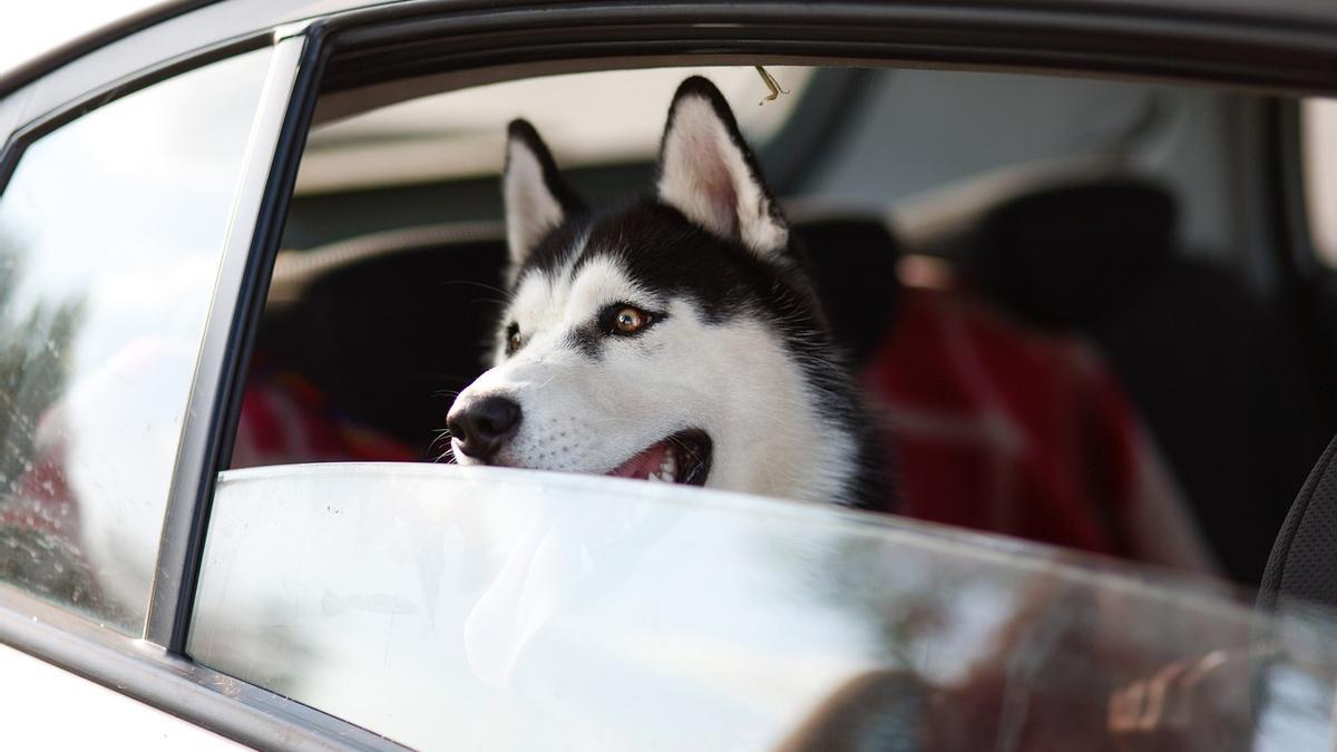 Un gos en un cotxe