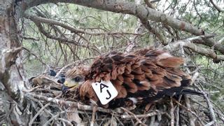 Mallorca refuerza con quince aves la población milana de Andalucía