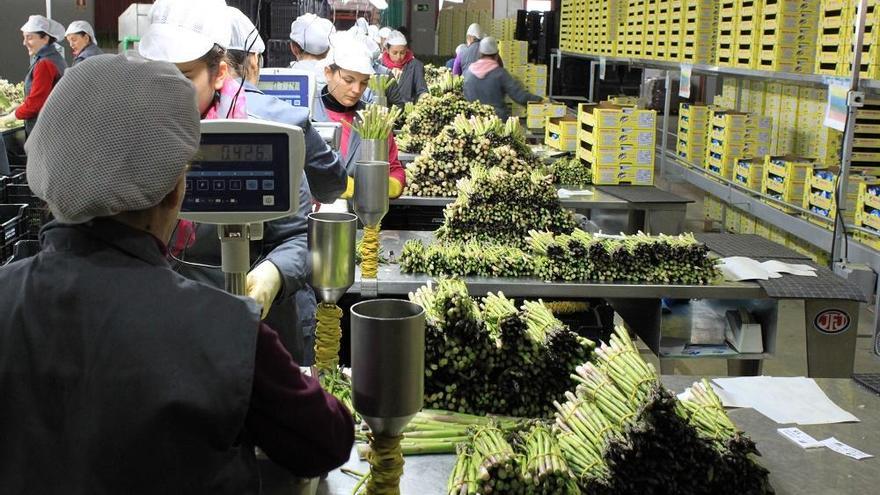 Procesado del espárrago en la cooperativa Horticultores El Torcal de Antequera.