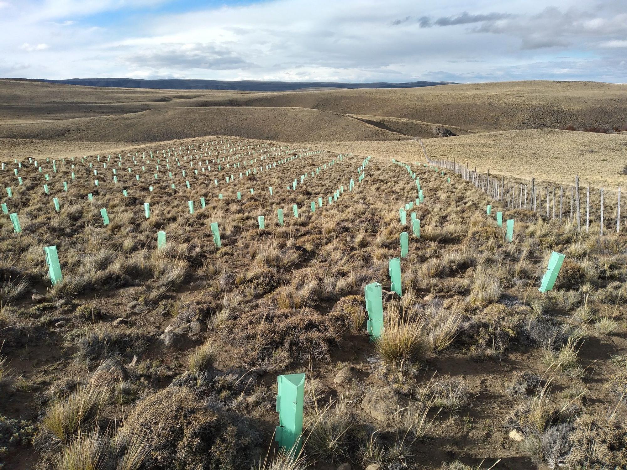 Reforestación en la Patagonia.