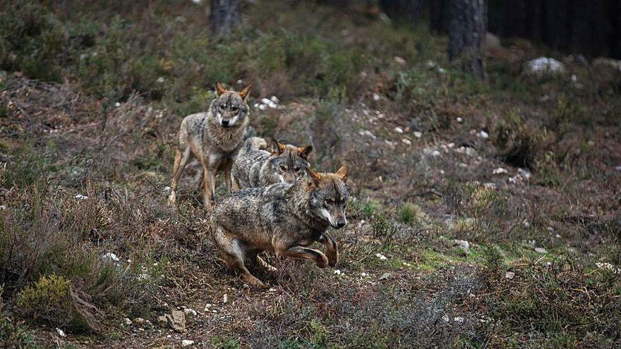 Lobo en Robledo.