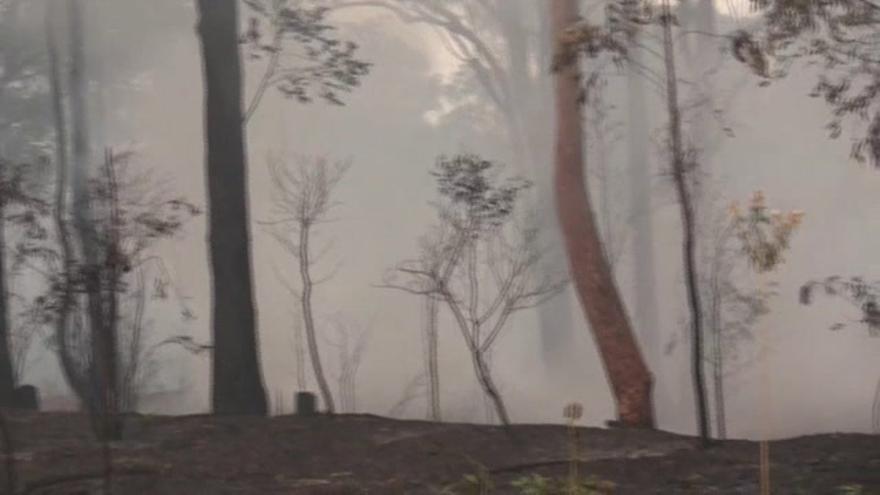 Emergencia en Australia por los incendios forestales que se acercan a Sidney