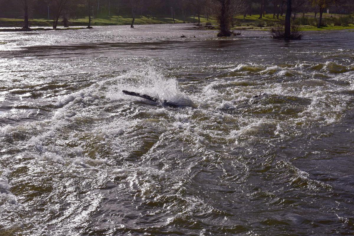 El río Alberche a su paso por Aldea del Fresno.
