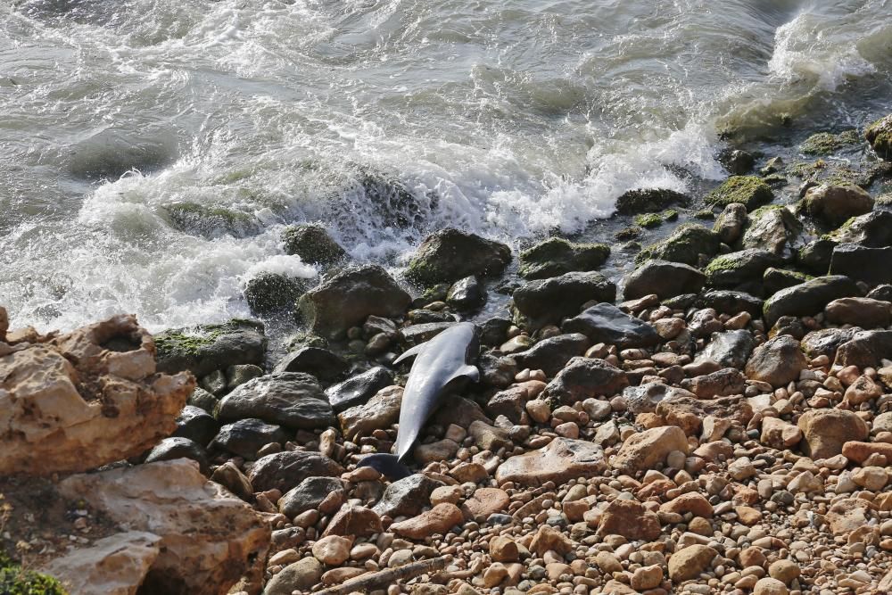 El Ayuntamiento retira el cadáver de un delfín mular varado en las calas de Torrevieja
