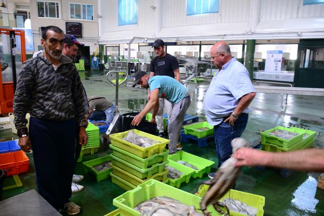 El inicio de la campaña del pulpo en el puerto de Bueu