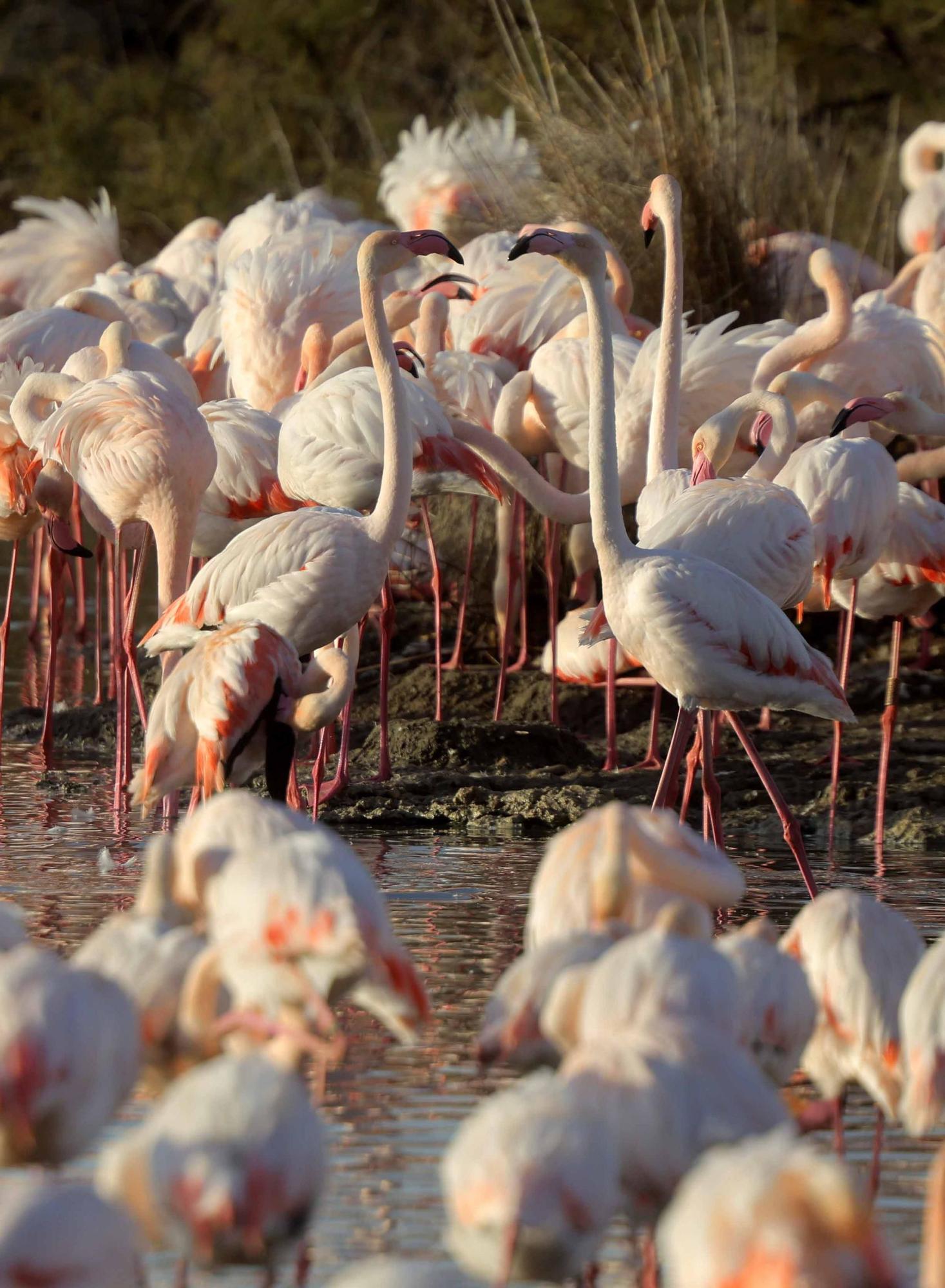 Los flamencos vuelven a L´Albufera para criar