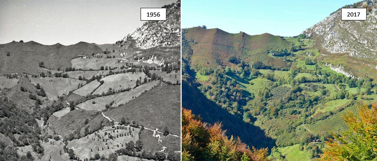 La huella de 61 años de despoblamiento | En la fotografía puede verse este impacto en los Invernales de Pandefresnu, en el parque natural de Redes (imágenes de Javier Sánchez Suárez de 1956 y de José Antonio González de 2017).