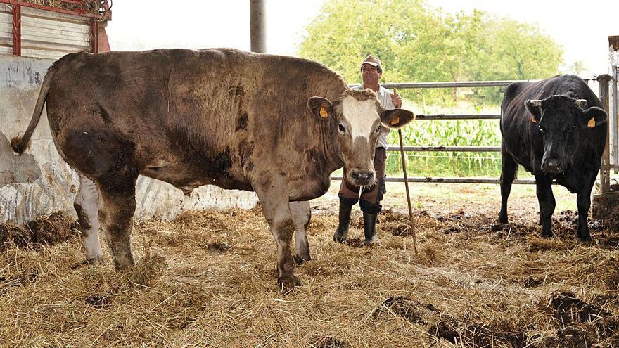 Un ‘japo’ cruceño de 1.800 kilos