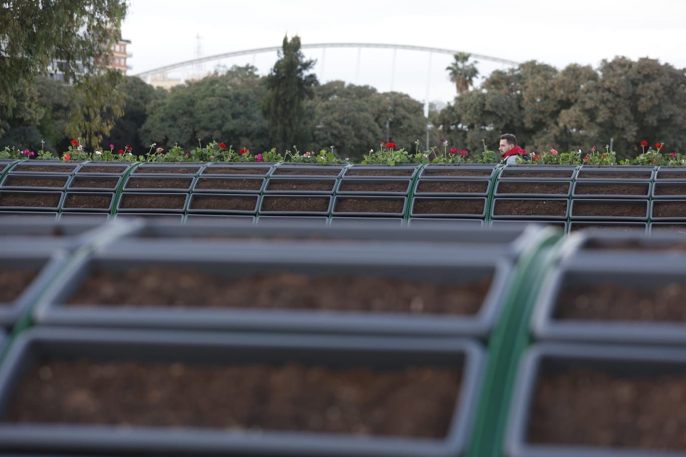 Comienzan a replantar el Puente de las Flores