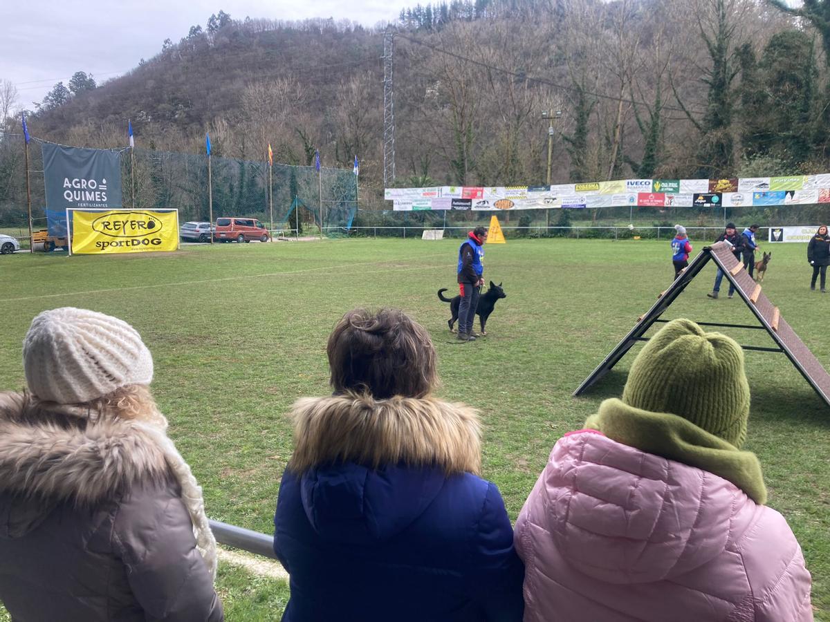 Gélida mañana de campeonato de adiestramiento canino en Cornellana