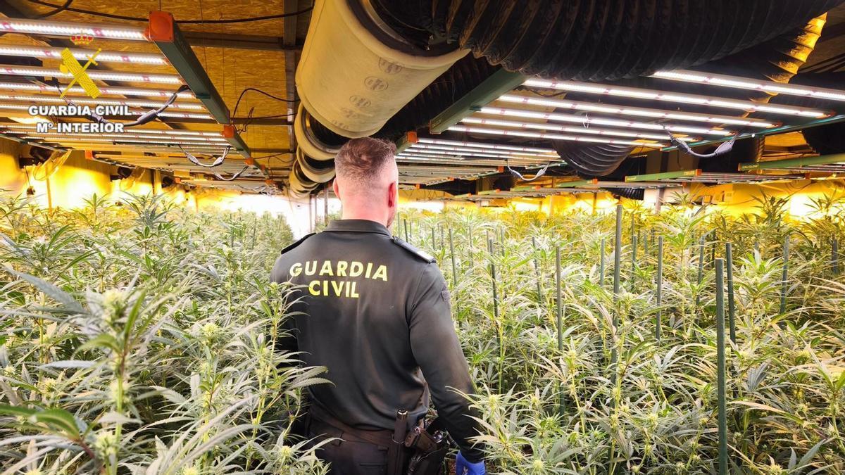 Un agente de la Guardia Civil en una plantación de marihuana, en una imagen de archivo.