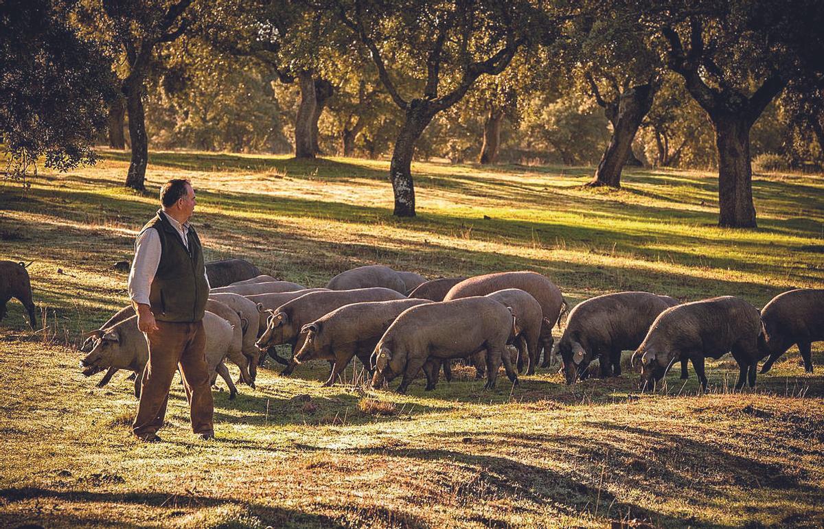 Una explotación de porcino ibérico, en plena dehesa de Los Pedroches.