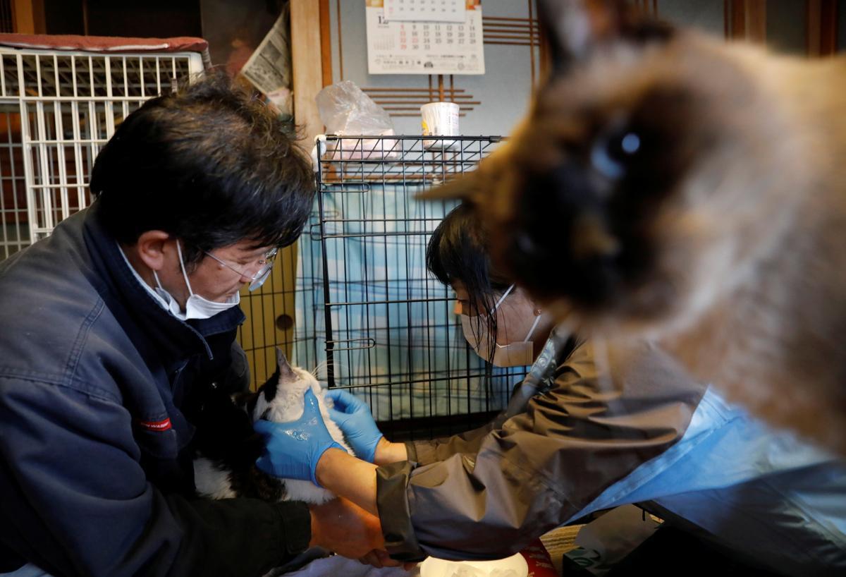 Sakae Kato sostiene a Mokkun, un gato rescatado, mientras un activista de rescate de animales le aplica un ungüento en la boca en la casa de Kato, en una zona restringida en Namie, Fukushima.