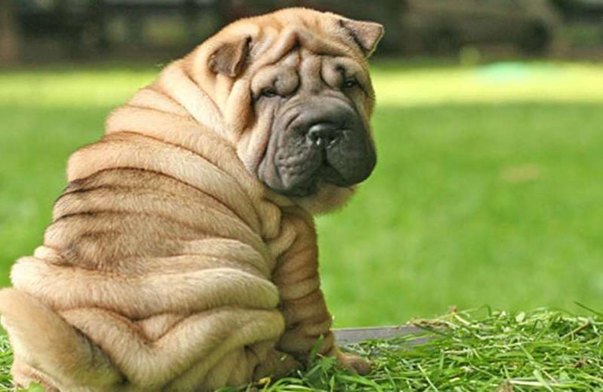 Un perro shar pei