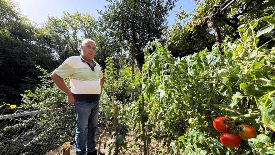 Piel fina, casi sin pepitas y de “muy buen sabor”: estas son las características del mejor tomate de la huerta del Narcea