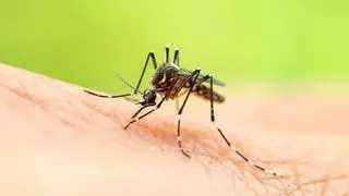 Los mosquitos tienen un sistema neuronal para oler siempre a los humanos
