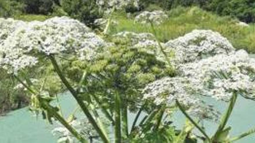 Detecten a la Cerdanya una planta irritant i invasora