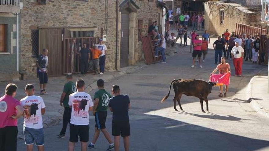 Encierro por las calles de Alcañices.