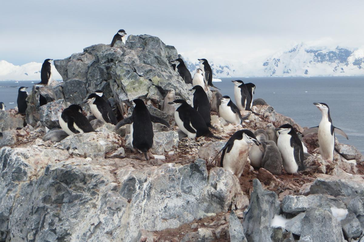 Colonia de pingüino barbijo en la Antártida.