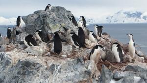 Colonia de pingüino barbijo en la Antártida.