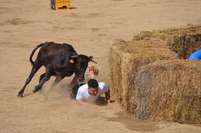 GALERÍA | El Gran Prix de las Fiestas del Toro de Benavente, en imágenes