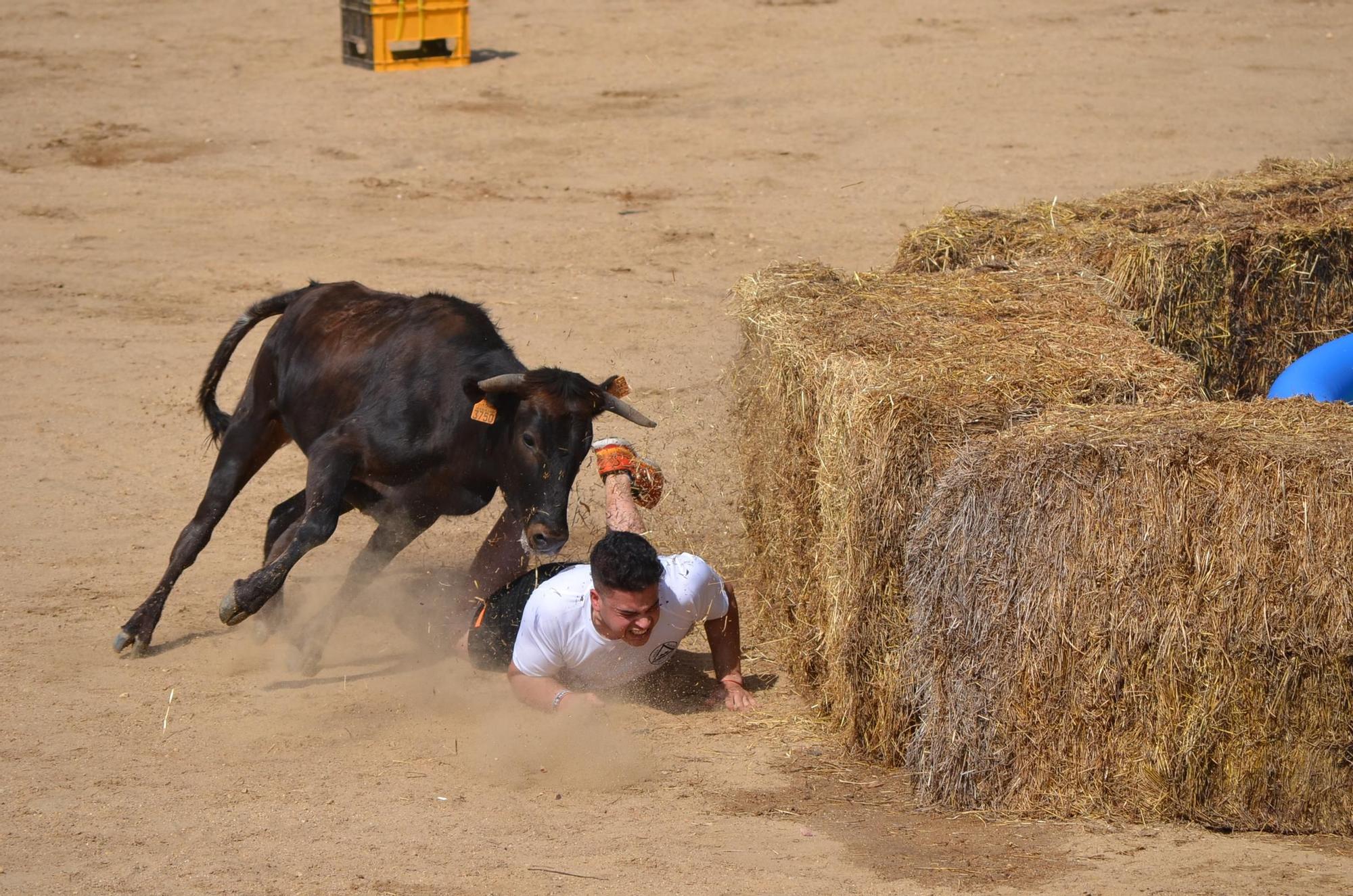 GALERÍA | El Gran Prix de las Fiestas del Toro de Benavente, en imágenes