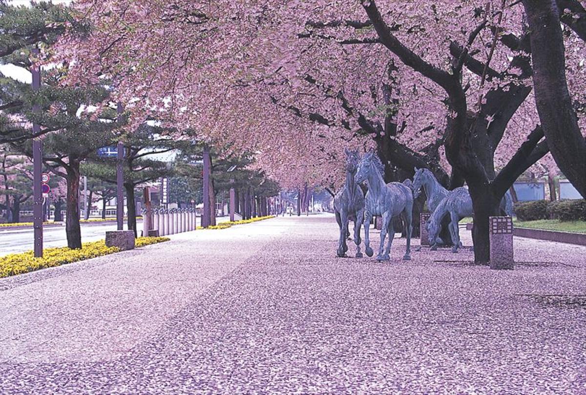 Kancho-gai, Japón