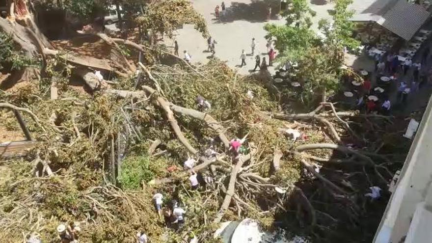 Los nervios de Lourdes, la reacción más cómica de la caída del ficus