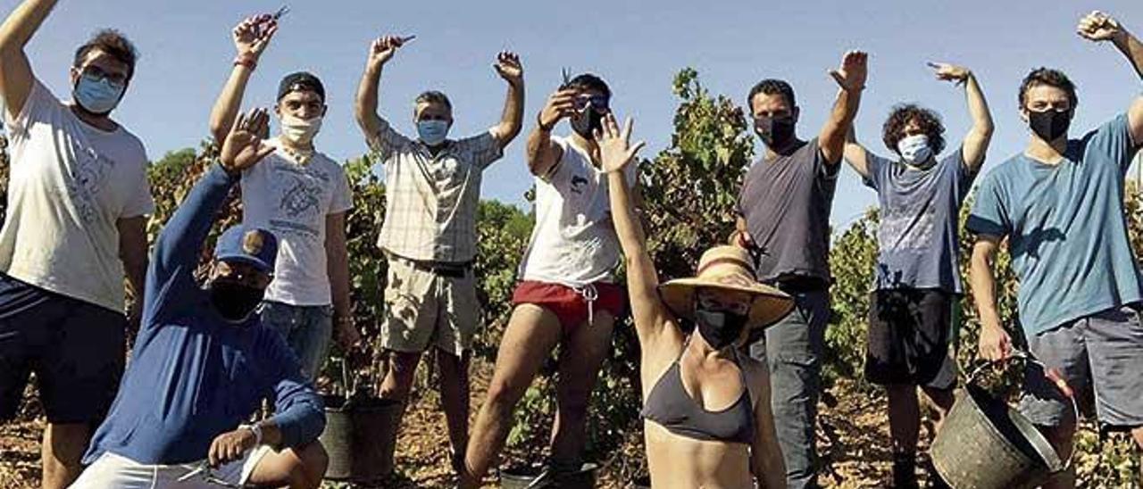 Un grupo de trabajadores entre las viñas de la bodega Jaume de Puntiró.