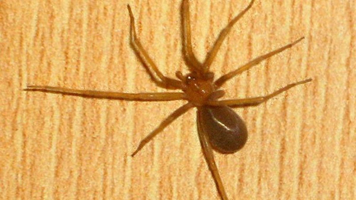 Ejemplar de araña violinista.
