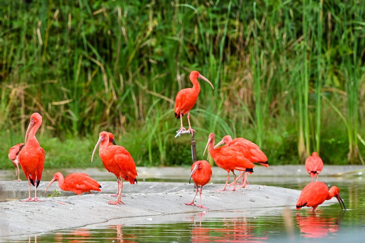 Singapur estrena el parque Paraíso de los pájaros