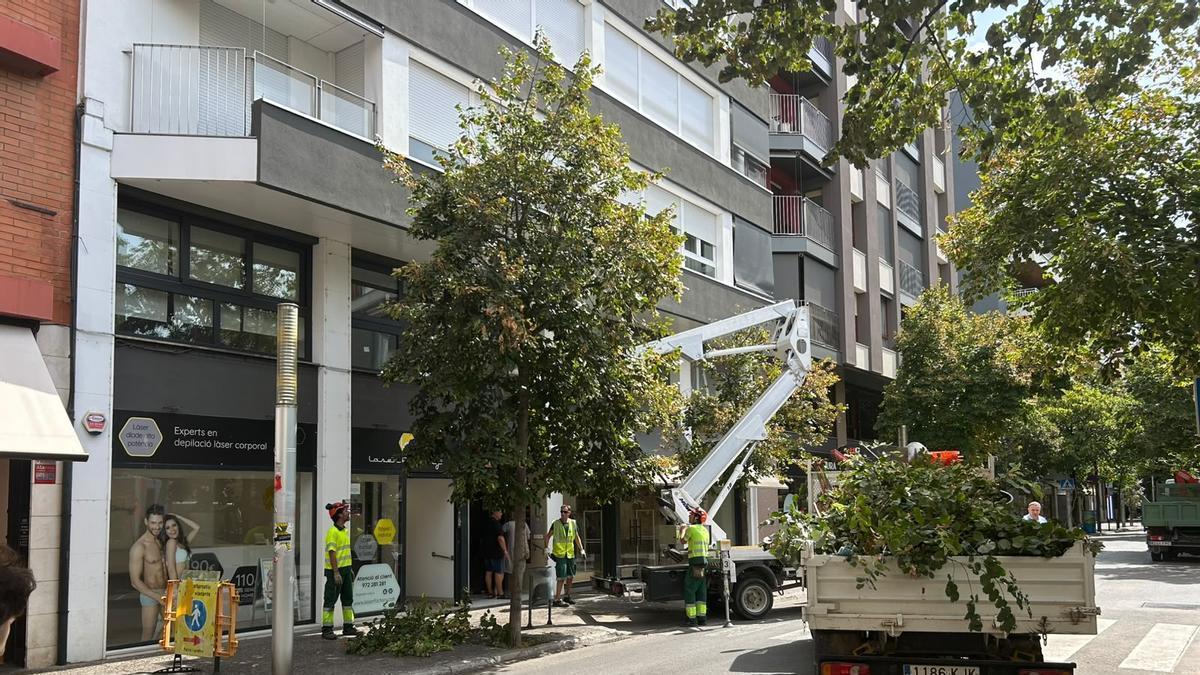 Operaris treballant aquest dilluns en la poda dels arbres del carrer de Sant Antoni Maria Claret.