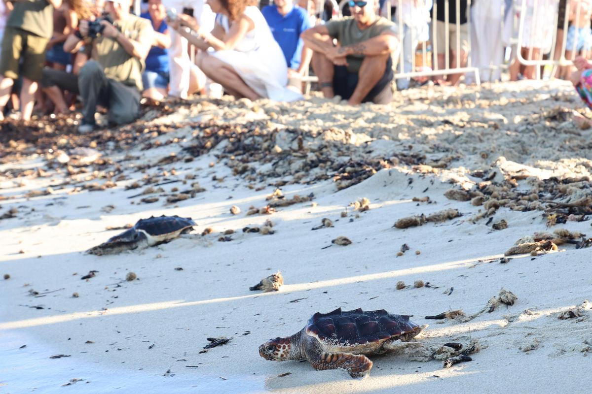 Las tortugas de Ibiza vuelven al mar tras un año Las tortugas de Ibiza vuelven al mar tras un año