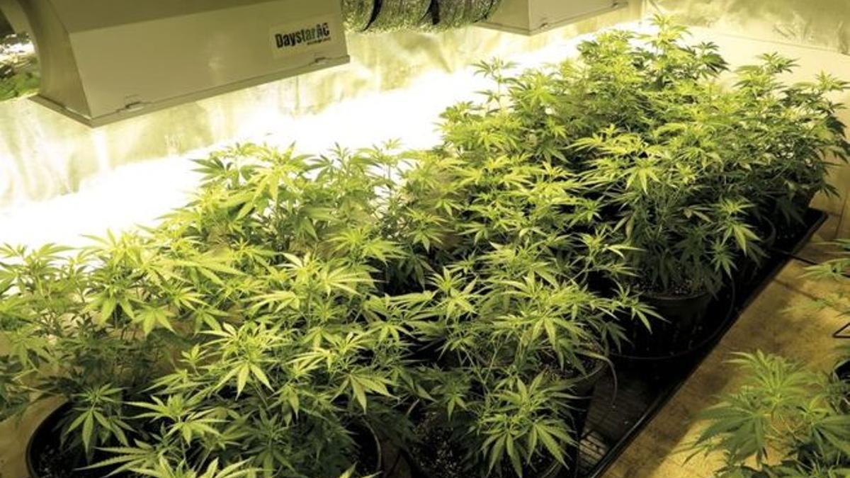 Herido un mosso de una perdigonada al ir a desmantelar un cultivo de marihuana en Lleida.