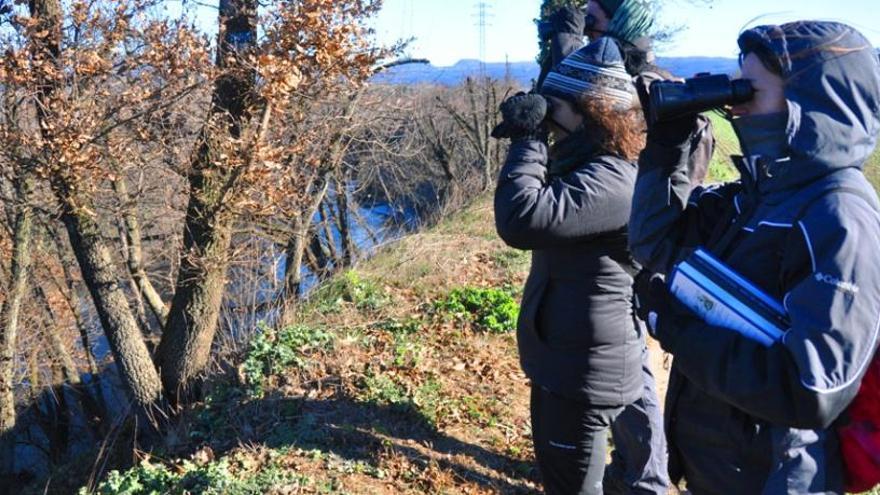 Observació d&#039;aus als marges del riu Ter