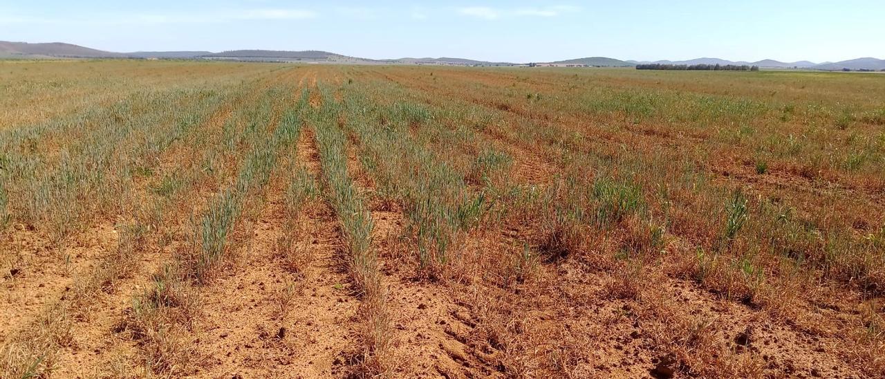 Terrenos lastrados por las temperaturas en Tierra de Barros.