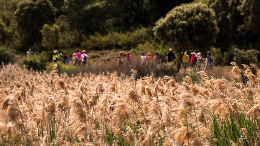 El Bordón camina en la red