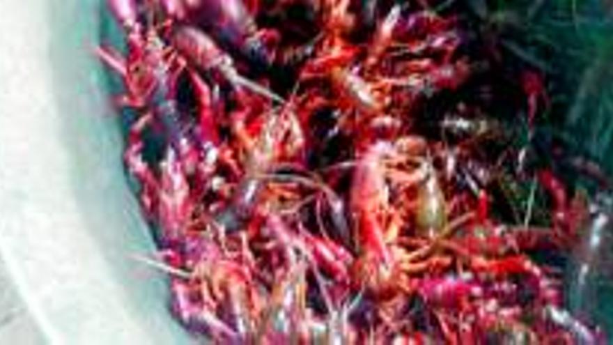 Intervenidos ocho kilos de cangrejos vivos