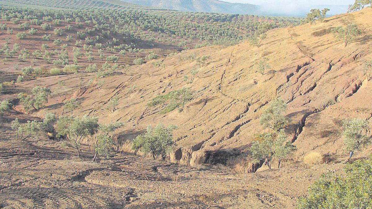 Córdoba registra el mayor nivel de erosión potencial laminar en toda Andalucía