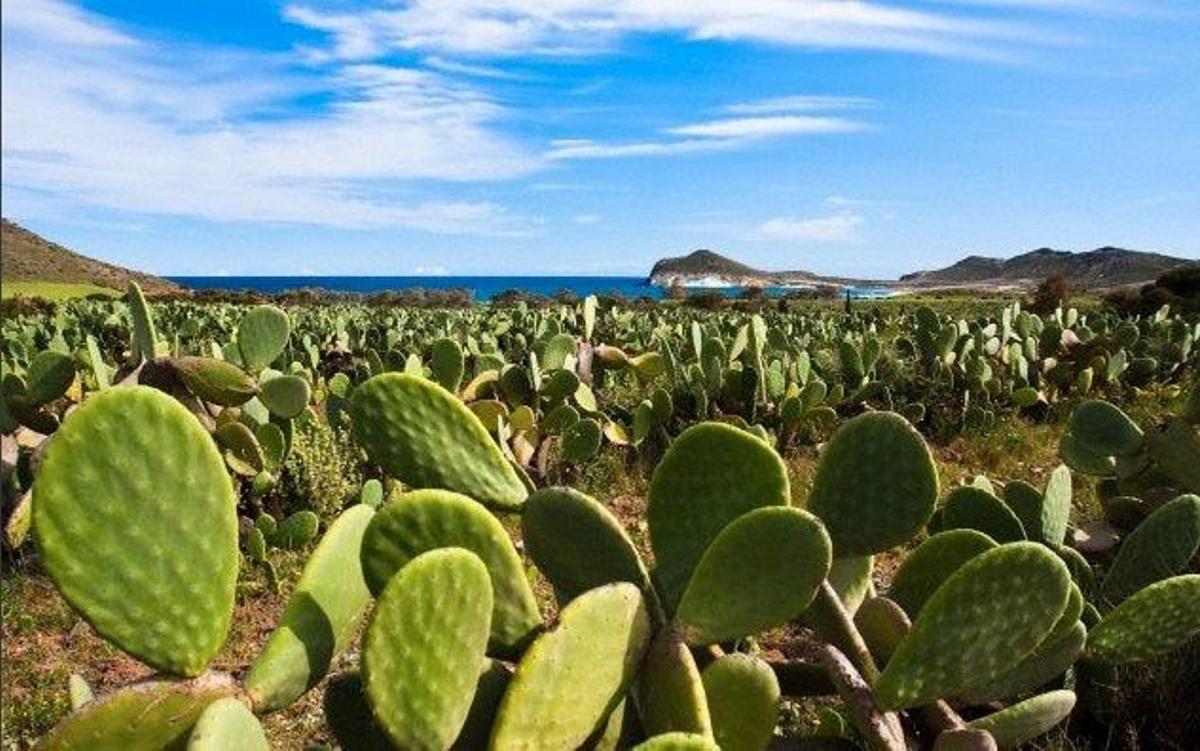 Cabo de gata