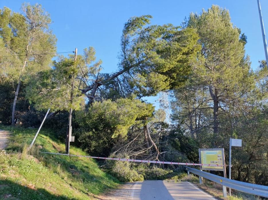 El vent provoca destrosses a les comarques gironines