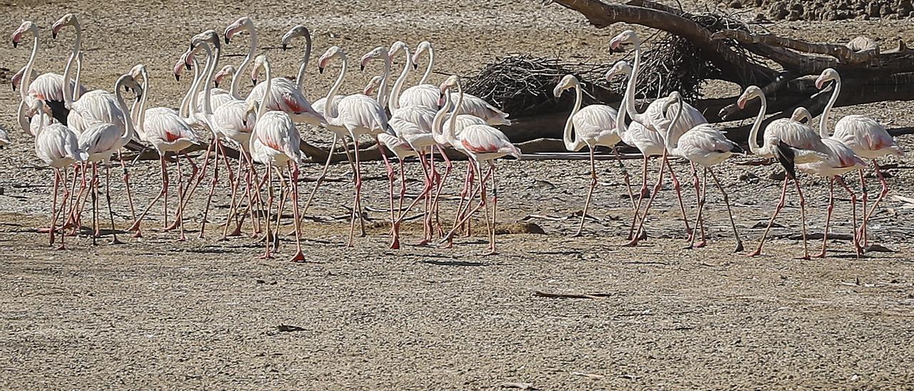 La Cañada de los Pájaros, un humedal de La Puebla del Río (Sevilla) junto al Espacio Natural de Doñana.